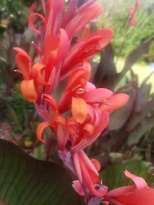Orange Canna Lily Bulbs. (5) Bulbos de coyoles anaranjados (5) Rhizome Bulbs - Picture 1 of 3