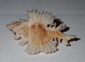 36 mm GREAT PATTERN Chicoreus Orchidoflorus Murex Seashell #AJ1 From Balut Is. - Picture 1 of 4
