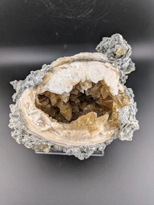 5" Mercenaria Permagna Clam Fossil Golden Calcite Crystal Fort Drum Florida - Picture 1 of 13