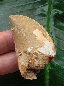 4,7 cm Diente Claro de Carcharodontosaurus saharicus - Fósil de Dinosaurio - Imagen 1 de 6