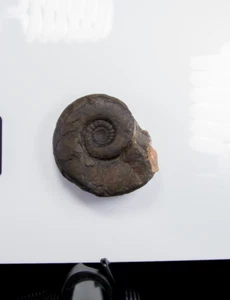 Fossil Ammonoid Platyclymenia, Famennian Age - Devonian Morocco - Picture 1 of 3