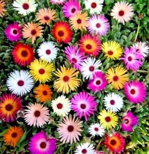 Flower - Mesembryanthemum Harlequin - appx 500 seeds - Livingstone Daisy