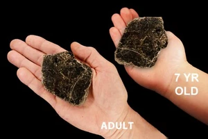 LIBRO DE BIOTITA MICA 3" 4-7 OZ Espécimen Mineral de Roca Gruesa Cristales de Reiki Ásperos - Imagen 1 de 4
