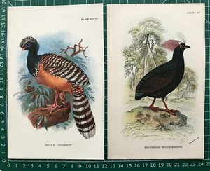 Impresión antigua de 1897; Curassow y perdiz de Gray's Natural History - Imagen 1 de 3