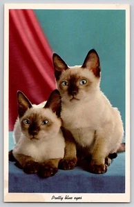 Zwei blauäugige Siamkätzchen Katze Chrom Postkarte 1960-70er Jahre - Bild 1 von 2