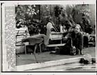 1973 Press Photo Judy Kordell feeds blue heron at Siesta Key, Florida home