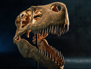 3d printed Utahraptor dinosaur skull head skull model dinosaur 1:1 - Picture 1 of 11