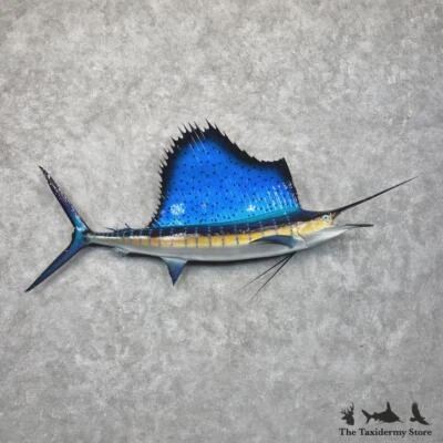 #30171 WC | Pez vela del Atlántico Taxidermia de agua salada Montaje de peces - Pez vela Océano Foto 1 de 4