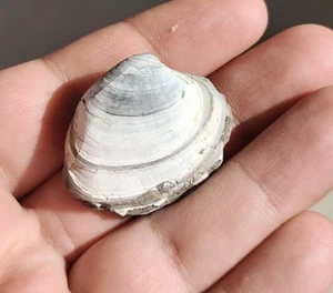 Rare - Fossilized Bivalve Shell – Ancient Clam Fossil - Picture 1 of 3