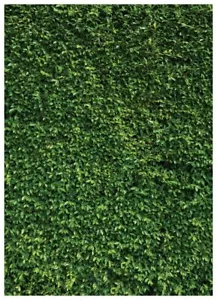 5x7FT Green Backdrop Greenery Wall Backdrop Green Leaves Backdrop Green Grass... - Picture 1 of 5