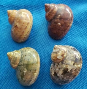 Various Turban Shells - 4PCS (Approx. 2" Each) - Picture 1 of 2
