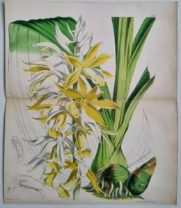 1873 CURTIS Large Antique Copper Engraving Print PHAJUS BLUMEI 6032 - Picture 1 of 3