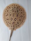 Pearl Stingray  (male) 5" freshwater, tropical fish
