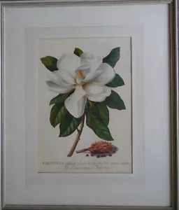 Magnolia Grandiflower Blossom Fulham 1743 George Ehret color litografía - Imagen 1 de 5