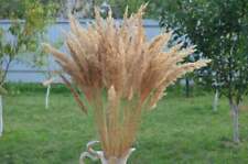 Extra large long dry reed plume 70 Stems, cane rush grass, dry flowers, 27 inche