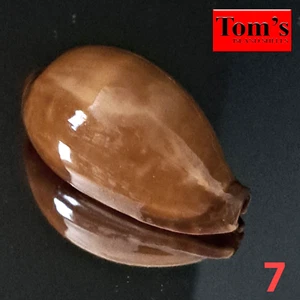 Cypraea adusta #7 46,5 mm EXQUISITA BELLEZA de la isla de Zanzíbar - Imagen 1 de 10