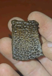 Fossilized Turtle Shell Fragment Black Fossil From Peace River FL Prehistoric - Picture 1 of 5