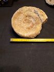 Ammonite Fossile Cm 20 X 20 Circa