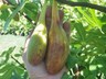 Rare fig varieties»  Ficus carica var Longue d'aout -  french fig * 10  seeds * 