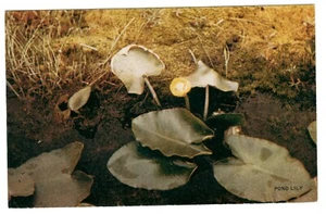 Postkarte AK Lily Pond Vater Hubbard Alaska Ansichten Vintage  - Bild 1 von 2