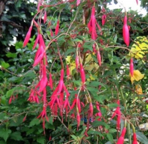 Freilandfuchsie Riccartonii 3er Set - Topf 9 cm Ø Fuchsia Winterhart - Bild 1 von 1