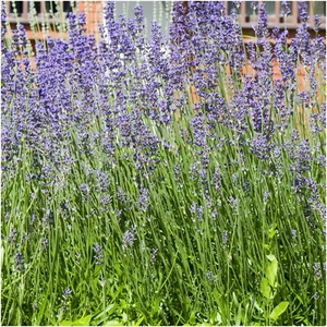 LAVENDER Munstead 50 Seeds Lavandula English DWARF flower garden HEDGE BORDERS - Picture 1 of 4