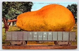 Postcard Edward Mitchell Exaggeration Pear Fruit A Carload c1910s  P2 - Picture 1 of 2