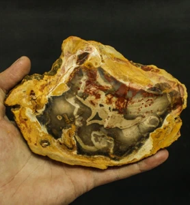 226g BEAUTIFULL NATURAL MULTICOLOR PETRIFIED WOOD NOT POLISHED - Picture 1 of 8