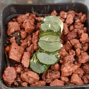 Haworthia Truncata sand variegated Rare succulent  plant - Picture 1 of 5