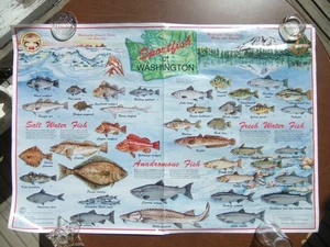 Vntg Sportfish of WA State Poster by WA State Dept of Fisheries Circa 1960's - Picture 1 of 6