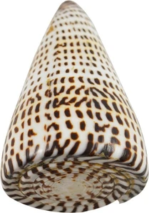 3 beschriftete Kegel poliert Handwerk Muscheln 3-4" (3er Set) - Bild 1 von 1