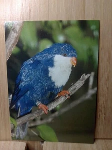 San Diego Zoo🏆TAHITIAN BLUE IORY 1993 Cardz  #64 Trading Card🏆FREE POST - Bild 1 von 2