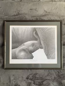 Gary Hodges Limited Edition - Baby African Elephant Suckling - Signed 752 Of 850 - Picture 1 of 4