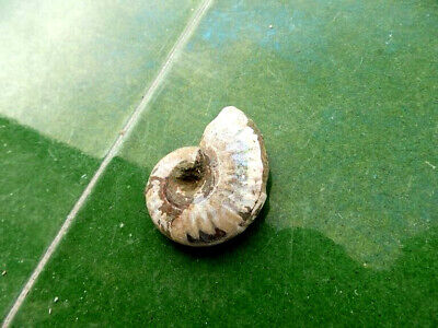 Fosiles Ammonite   Excelente Ammonite Cleoniceras De Madagascar  -  4b22   • 5€
