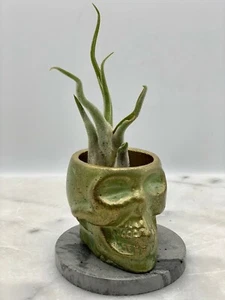 Concrete Skull Planter - Succulent - Cement - Decor - Modern - Air Plant - Picture 1 of 7