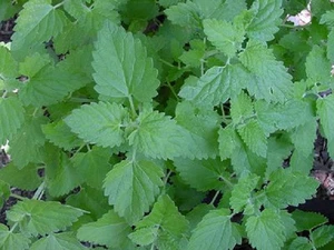 1000 Catnip Seeds COMMON CATNIP SEEDS Herb Seeds - Picture 1 of 1