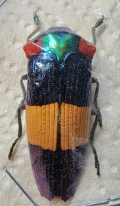 Buprestidae Calodema ribbei 41.38mm Papua New Guinea Jewel Beetle Insect RARE - Picture 1 of 7