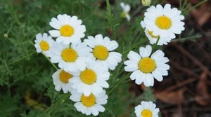 200 Chrysantheme Cinerariaefolium Samen, Pyrethrum Samen - Bild 1 von 5