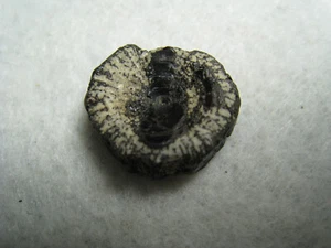 Fossil Fish Vertebrae Ancient Mineralized Bone Stone From Kansas USA 3.3 Grams - Picture 1 of 17