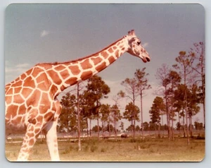 Foto encontrada jirafa en Lion Country Safari Loxahatchee Florida jirafa - Imagen 1 de 2