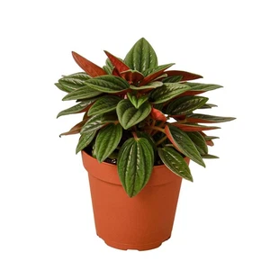 Peperomia Rosso - Bild 1 von 4