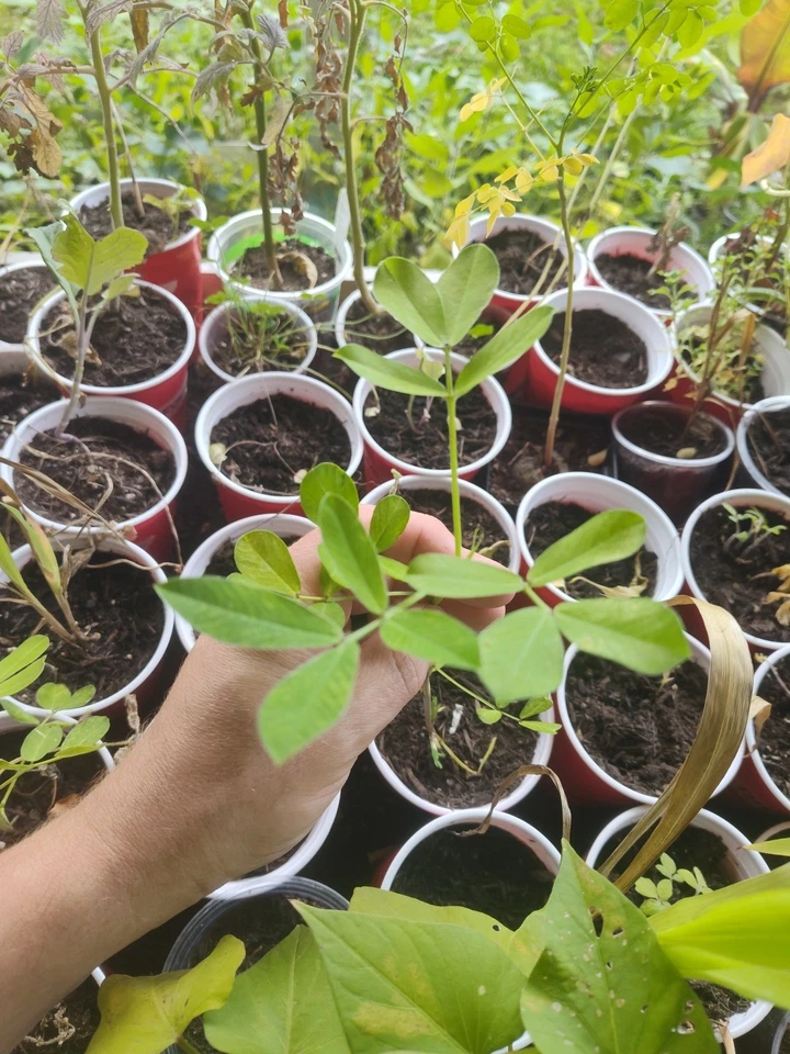 Organic Peanut plant in 3.5" cup! Live plant! Free Shipping! - Image 1 of 1