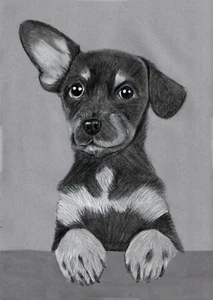 Original pencil artwork portrait Sweet energetic little black & white puppy dog - Picture 1 of 3