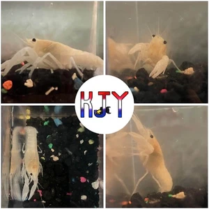 Juvenile White Crayfish, Procambarus Alleni (1 PK MALE ONLY) - Picture 1 of 1