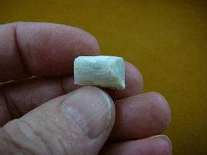 (O-280-2) Fossil Belemnite White Coober Pedy opal specimen stone squid Australia - Picture 1 of 5