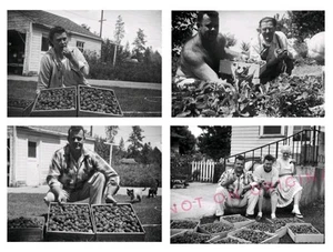 Vintage 1940s Photo Negatives of Strawberry Pickers People Eating Strawberries - Picture 1 of 6