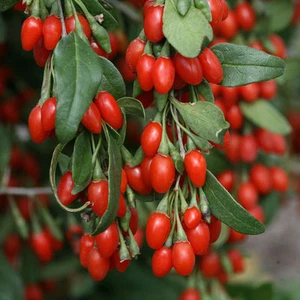 15 Lyciumbeeren ca. 300 Goji SAMEN "Lycium Barbarum" - Bild 1 von 1