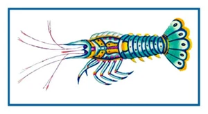 Fallour's Renard's Fantastic CrayFish Counted Cross Stitch Chart Pattern - Picture 1 of 3