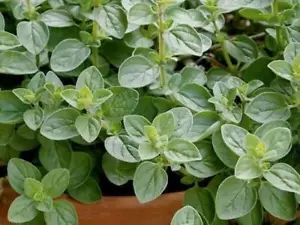 Oregano, Greek - Heirloom Herb by Life-Force Seeds Australia - Picture 1 of 4