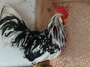 🥚10 jaj wylęgowych kurcząt Ancona, bardzo wysoka wydajność nieśności...... - Zdjęcie 1 z 2